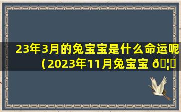 23年3月的兔宝宝是什么命运呢（2023年11月兔宝宝 🦈 是什么命）